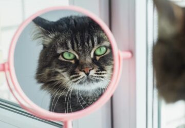 mit lat valojaban a cicad a tukorben