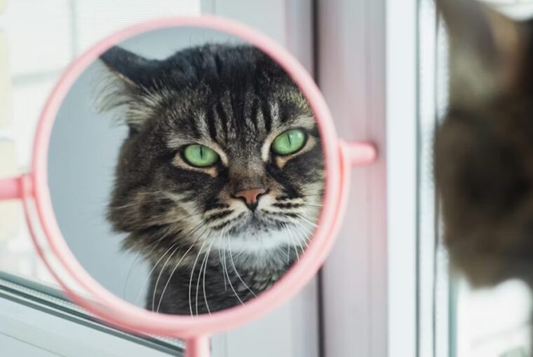 mit lat valojaban a cicad a tukorben