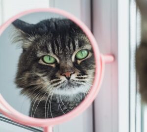 mit lat valojaban a cicad a tukorben