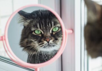 mit lat valojaban a cicad a tukorben