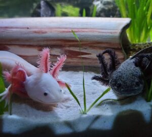 mit tudnak az axolotlok 1