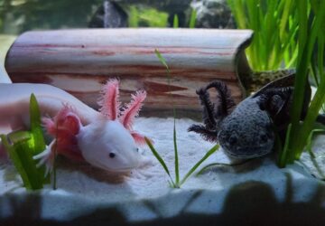 mit tudnak az axolotlok 1