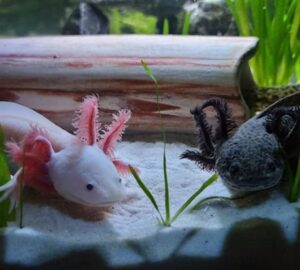 mit tudnak az axolotlok