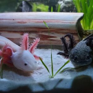 mit tudnak az axolotlok