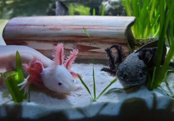 mit tudnak az axolotlok