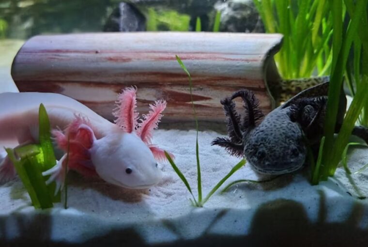 mit tudnak az axolotlok