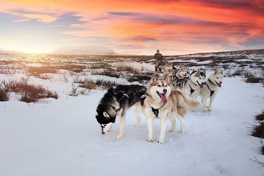 mit meselnek jegkorszaki kutyak 02 Mit mesélnek a jégkorszaki kutyák az emberi történelemről?