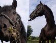 Nóniusz – A magyar erő megtestesítője
