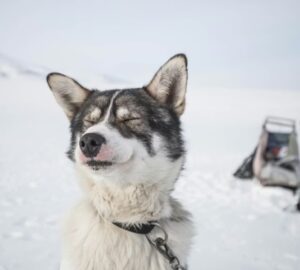 osidok ota a legjobb baratunk