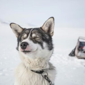 osidok ota a legjobb baratunk