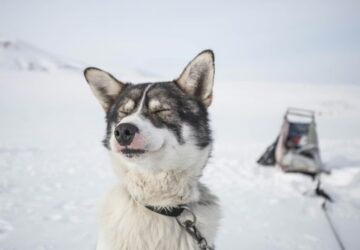 osidok ota a legjobb baratunk