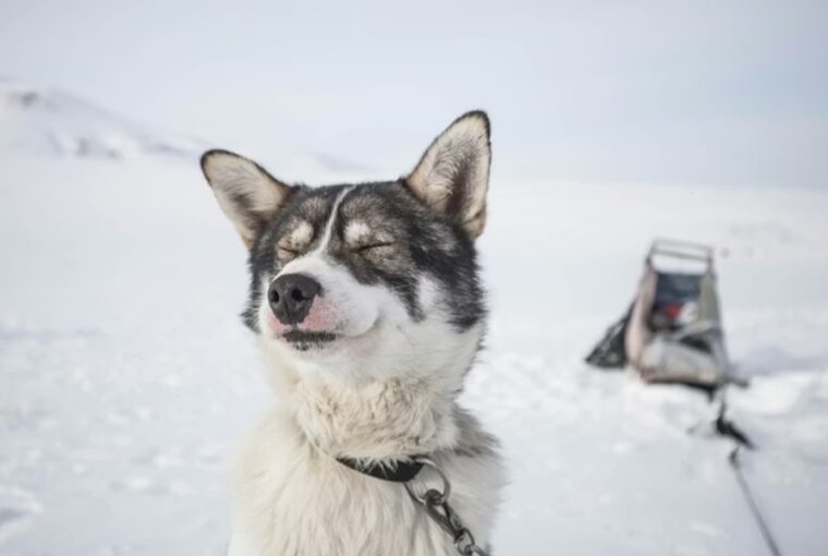 osidok ota a legjobb baratunk