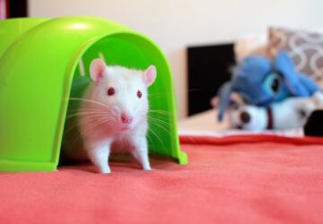 patkany a nappalidban