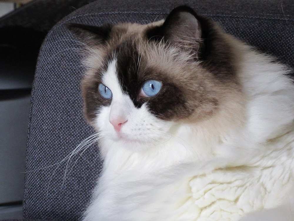 ragdoll ragdoll