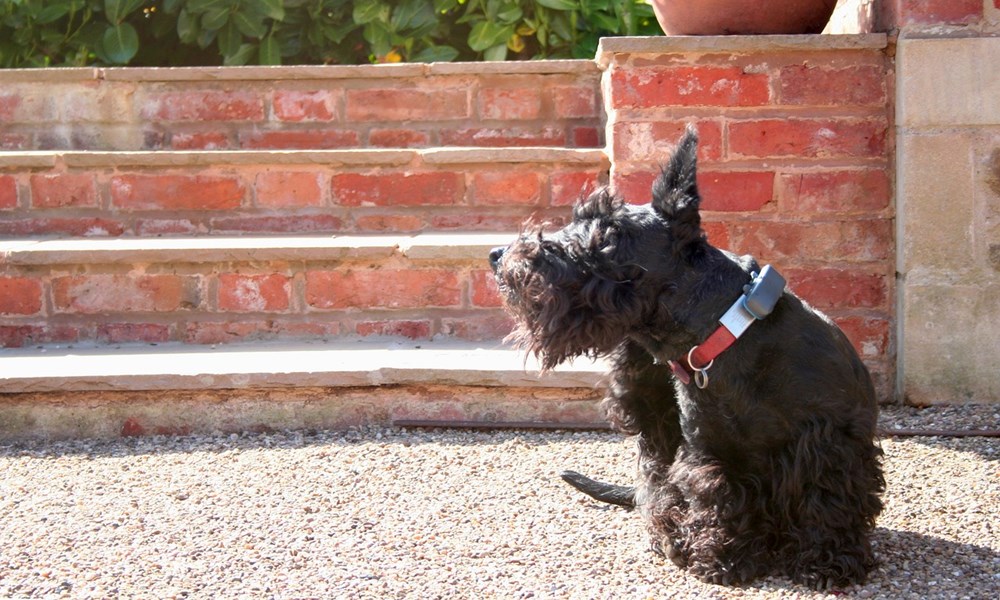 skot terrier 1 A skót terrier: alacsony, de arisztokratikus