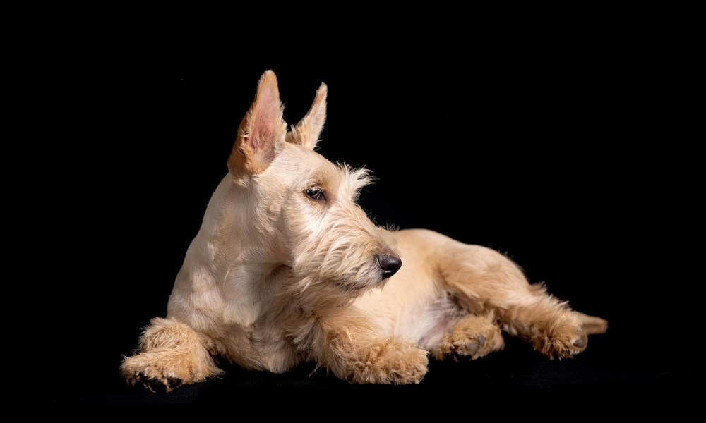 skot terrier 2 A skót terrier: alacsony, de arisztokratikus