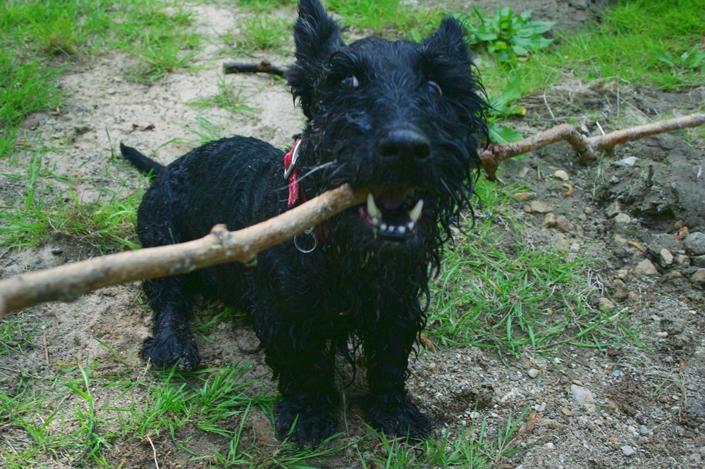 skot terrier 3 A skót terrier: alacsony, de arisztokratikus