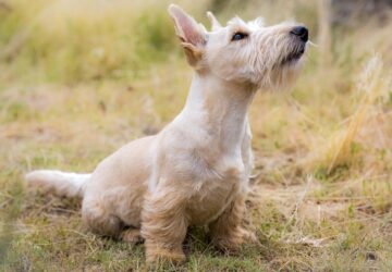 A skót terrier: alacsony, de arisztokratikus