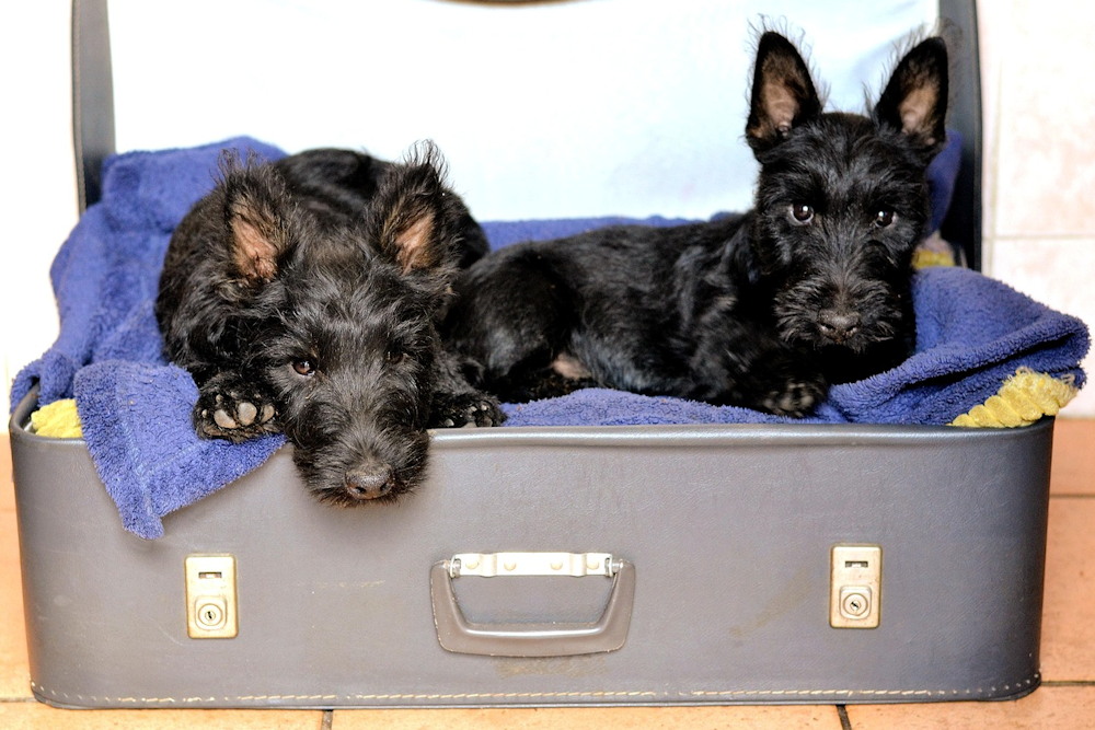 skot terrier alacsony de 04 A skót terrier: alacsony, de arisztokratikus