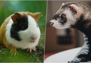 tengerimalac vagy goreny allatvalaszto