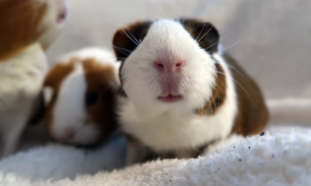 tengerimalac vagy goreny allatvalaszto 5 tengerimalac vagy goreny allatvalaszto 5