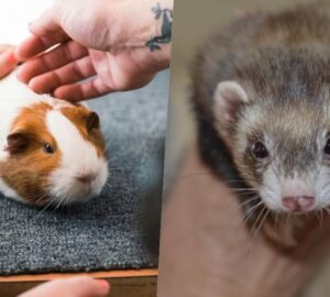 tengerimalac vagy vadaszgoreny