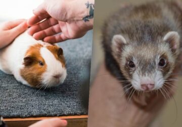 tengerimalac vagy vadaszgoreny