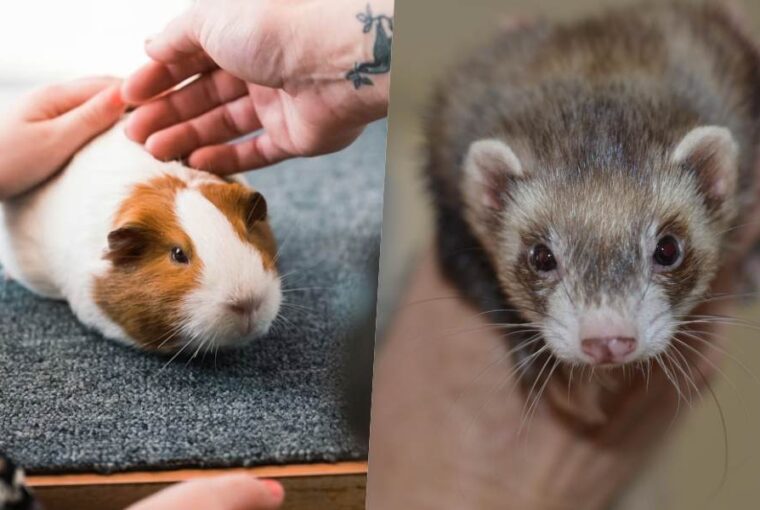 tengerimalac vagy vadaszgoreny