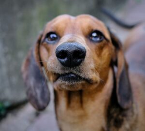 utokartyanak is beillo orr