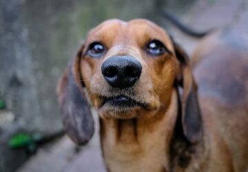 utokartyanak is beillo orr