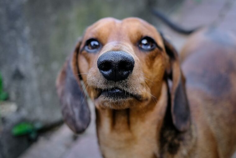 utokartyanak is beillo orr