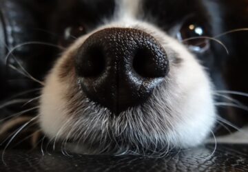 utokartyanak is beillo orr