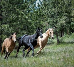 vagtara szulettek mit tudnak a lovak genjei