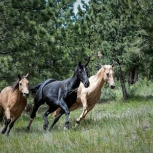 vagtara szulettek mit tudnak a lovak genjei