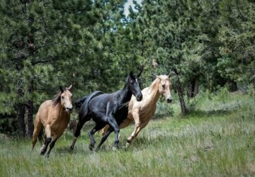 vagtara szulettek mit tudnak a lovak genjei