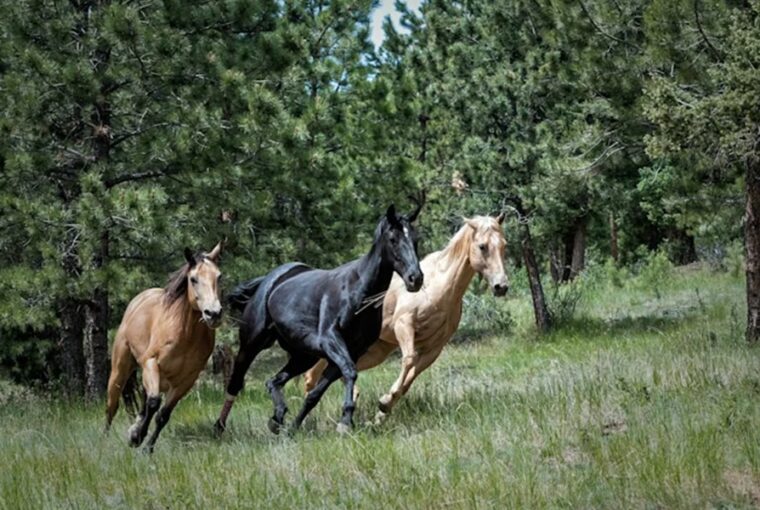 vagtara szulettek mit tudnak a lovak genjei