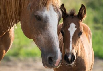 Vágtára születtek