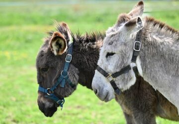 aki szamarat vesz kalandot vesz