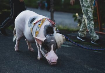 disznok meglepoen szocialis elete 1