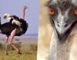Emu vagy strucc hobbiállatként?