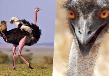 Emu vagy strucc hobbiállatként?