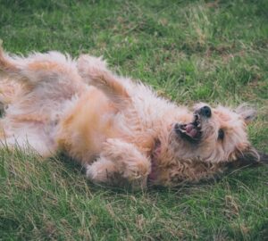 hemperges szagok es tulelesi oszton 1