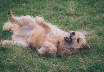 hemperges szagok es tulelesi oszton 1