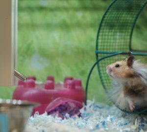 horcsog aki ejszaka bulizik 4