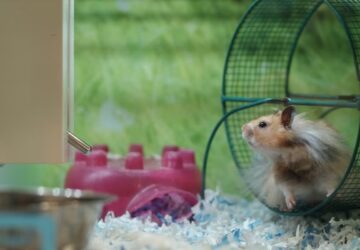 horcsog aki ejszaka bulizik 4