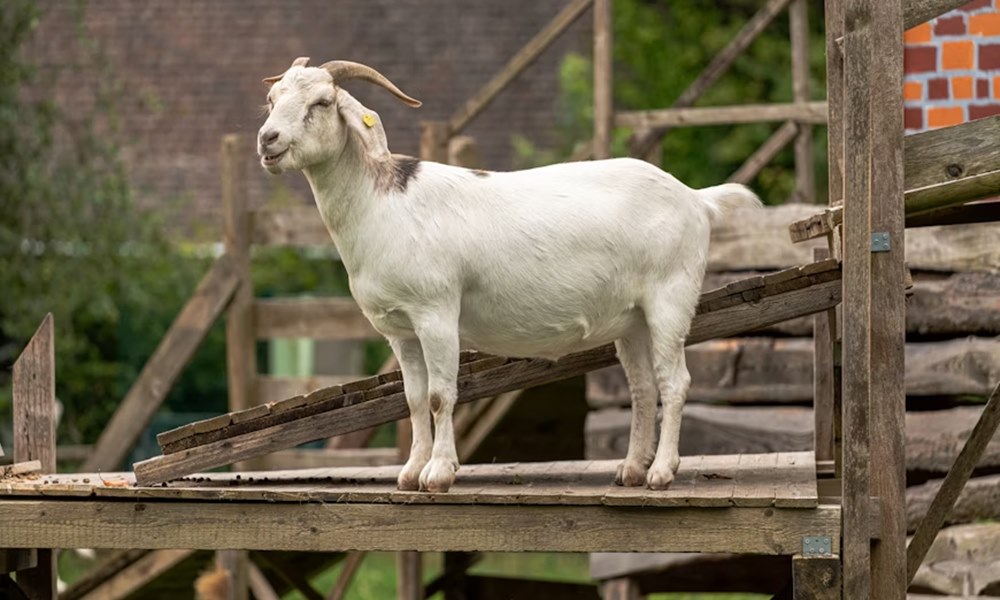 kecskek rejtett eletbolcsessegei 2 kecskek rejtett eletbolcsessegei 2