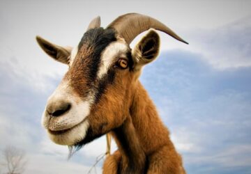 kecskek rejtett eletbolcsessegei