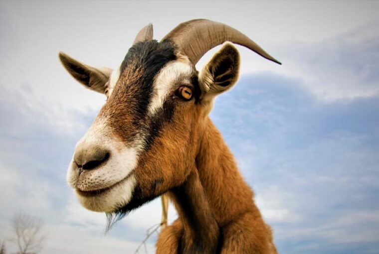 kecskek rejtett eletbolcsessegei