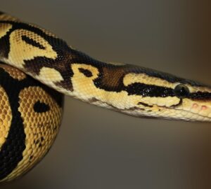 kigyotartasrol tudni kell 3