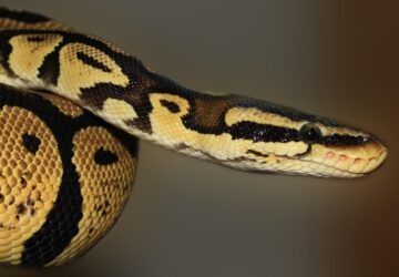 kigyotartasrol tudni kell 3